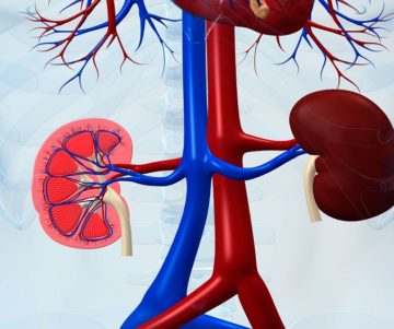 Kidney Failure and What to Look Out For