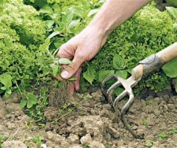 The Various Ways For Weed Control At Home