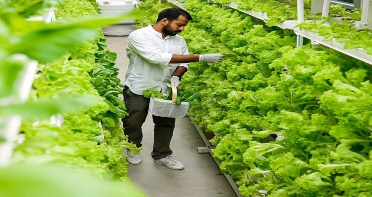 Vertical Farming in India – A Boon for Indian Population!
