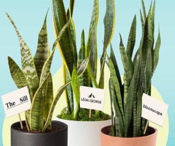 Is sending Plant Online becoming New Fashion?