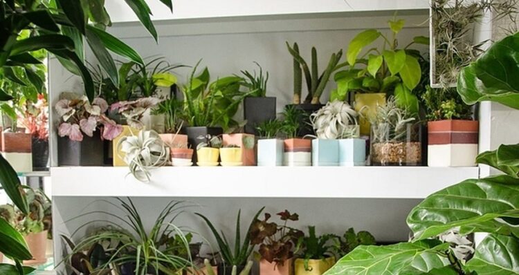 Tips for Buying Your House Plant